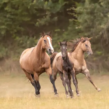 Ranczo Neverlandia بيت للعطل
