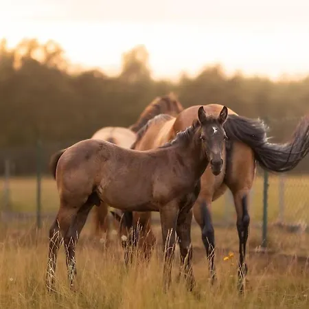Ranczo Neverlandia Semesterbostad *