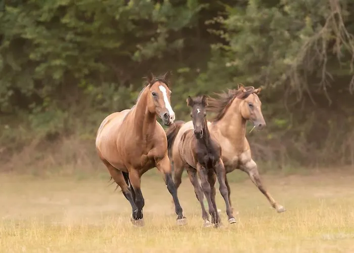 Ranczo Neverlandia Casa vacanze